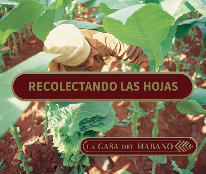 LA RECOLECCIÓN DE LAS HOJAS DE TABACO